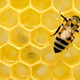 Illustration for article titled How a Bee Sting Saved My Life